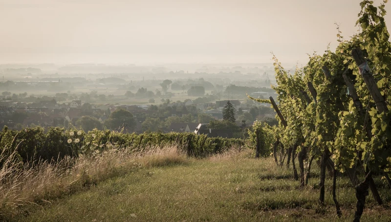 Côtes du Rhône blanc 'Lou Pontias Viognier' 2023