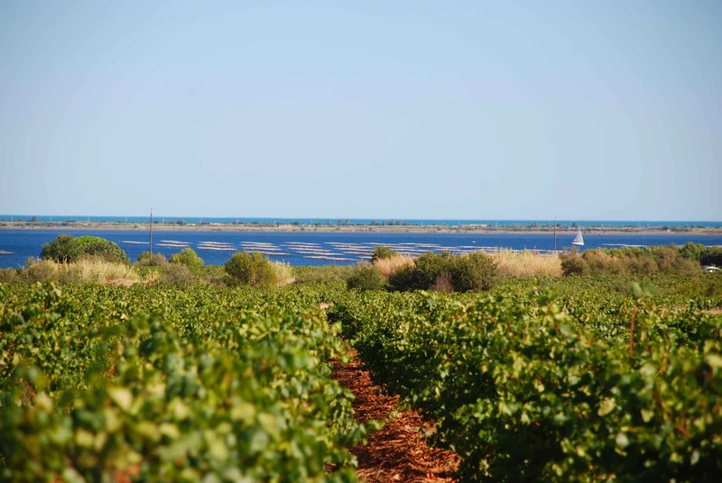 Picpoul de Pinet 2023