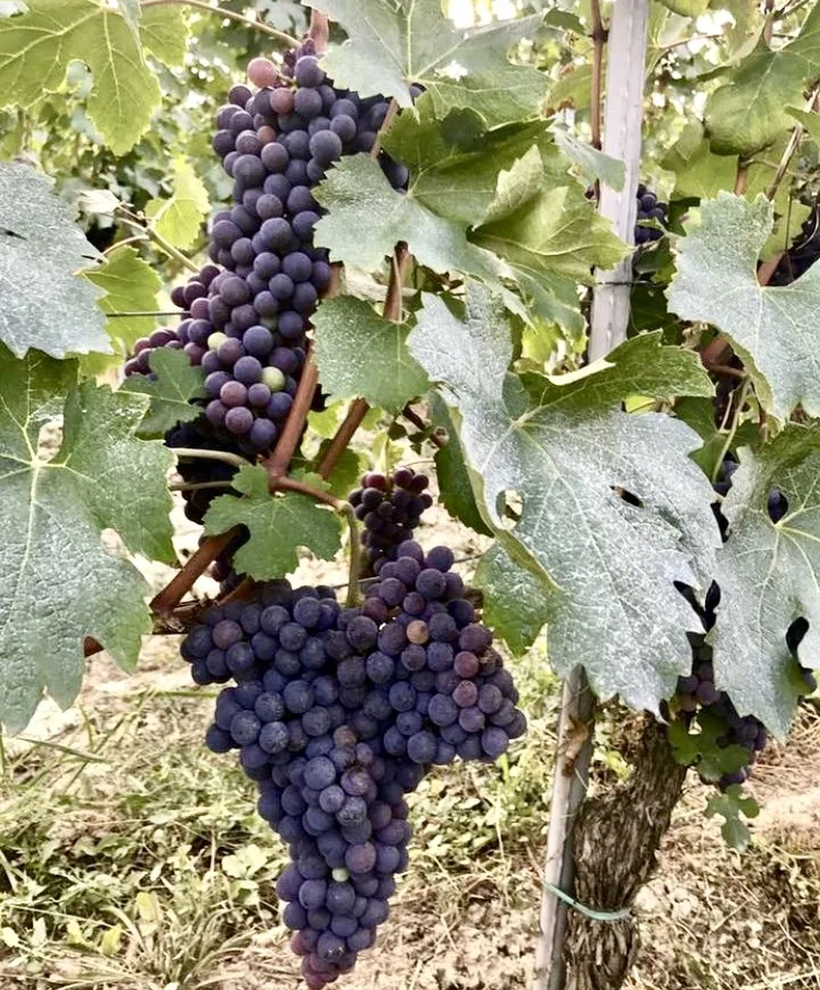 Langhe DOC 'Mesdi Rosato' 2024