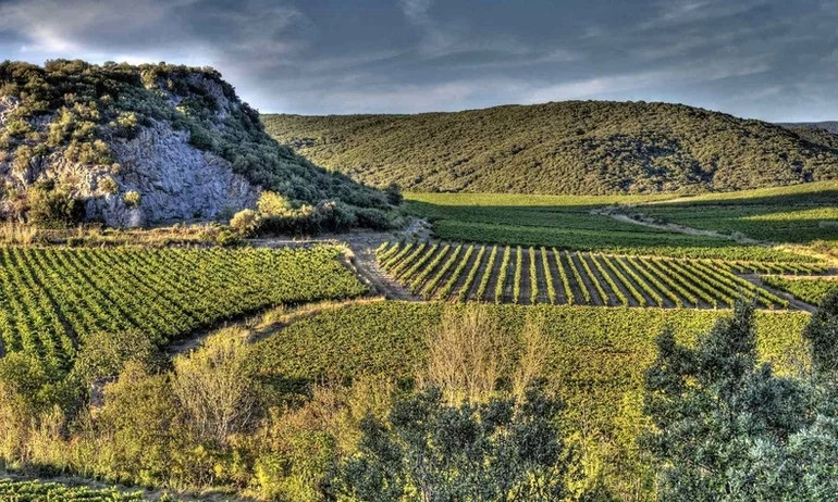 VDF Sauvignon Blanc 2023, Maison Gauzi