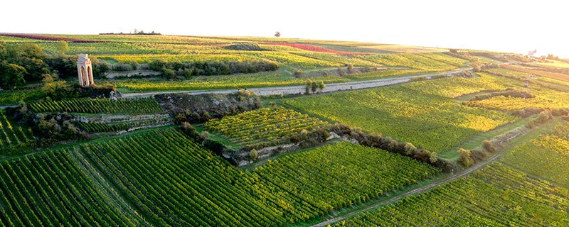 Blanc de Noir 2023, Weingut Schwedhelm