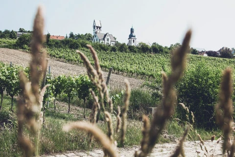 Blanc de Noir 2023, Weingut Schwedhelm