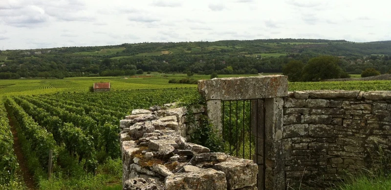 Bourgogne 2023, Domaine Lucien Muzard & Fils