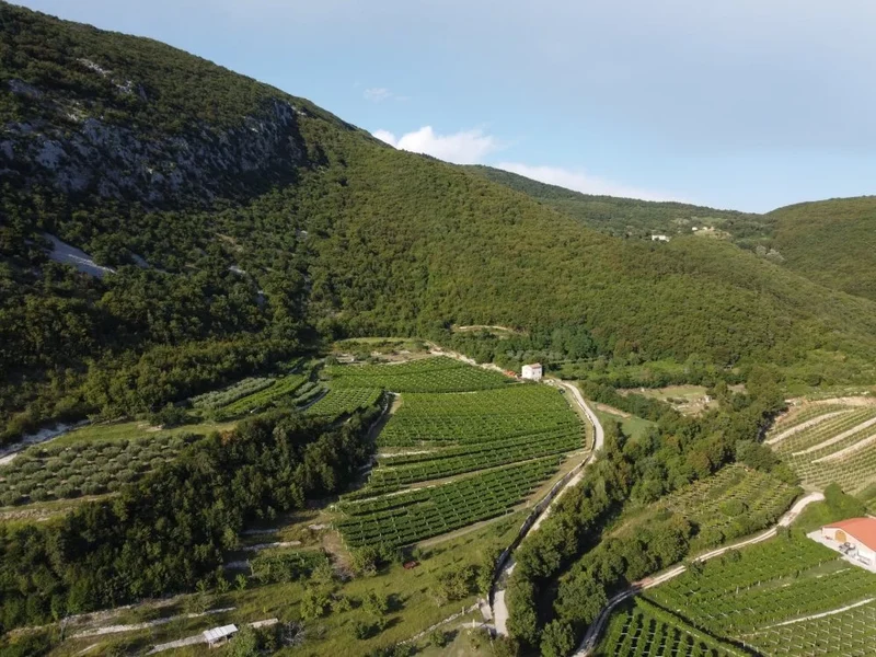 Bardolino 'Dafne' 2022