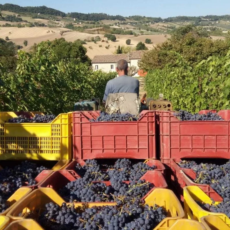 Verdicchio dei Castelli di Jesi 2023, Failoni
