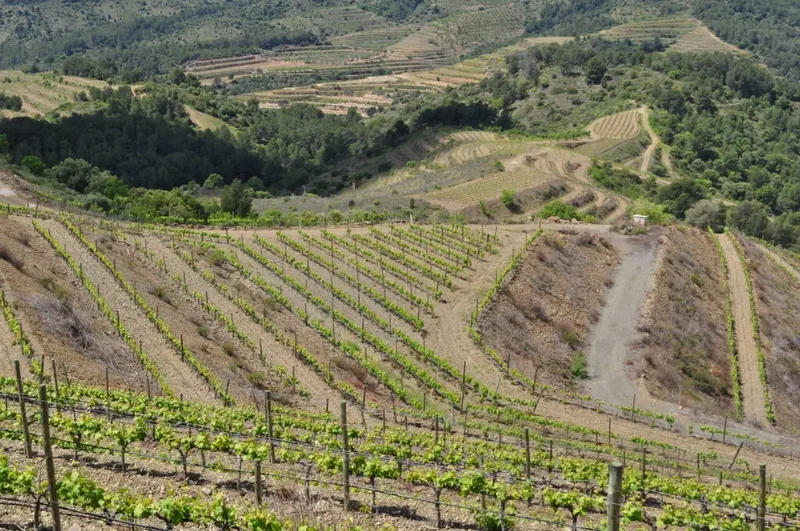 Catalunya Grenache 'Mas Amor' 2022