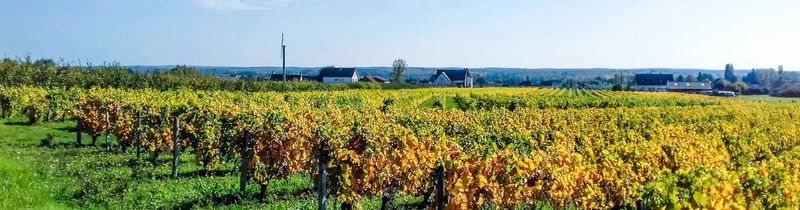 Cheverny Rouge Vieilles Vignes 2020, Domaine Sauger