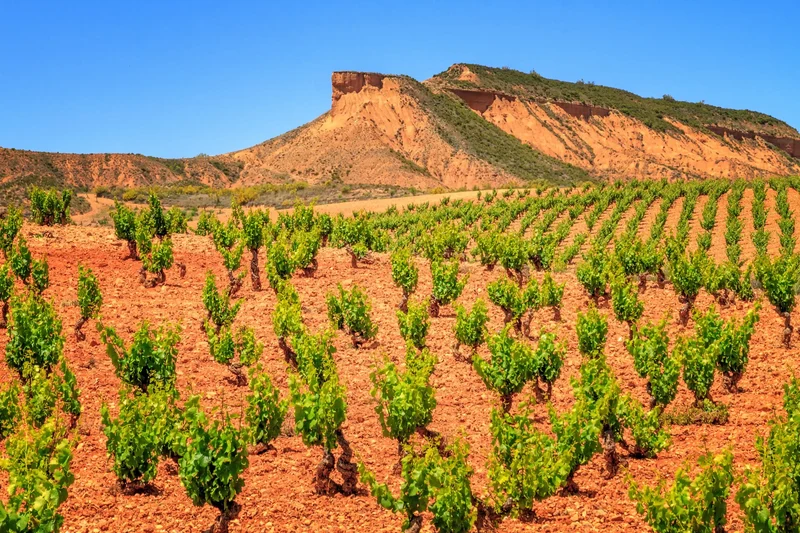 DO Cariñena 'Bota Bota' 2023