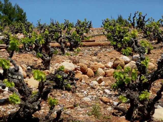 IGP Côtes Catalanes 'Solo Grenache' 2022