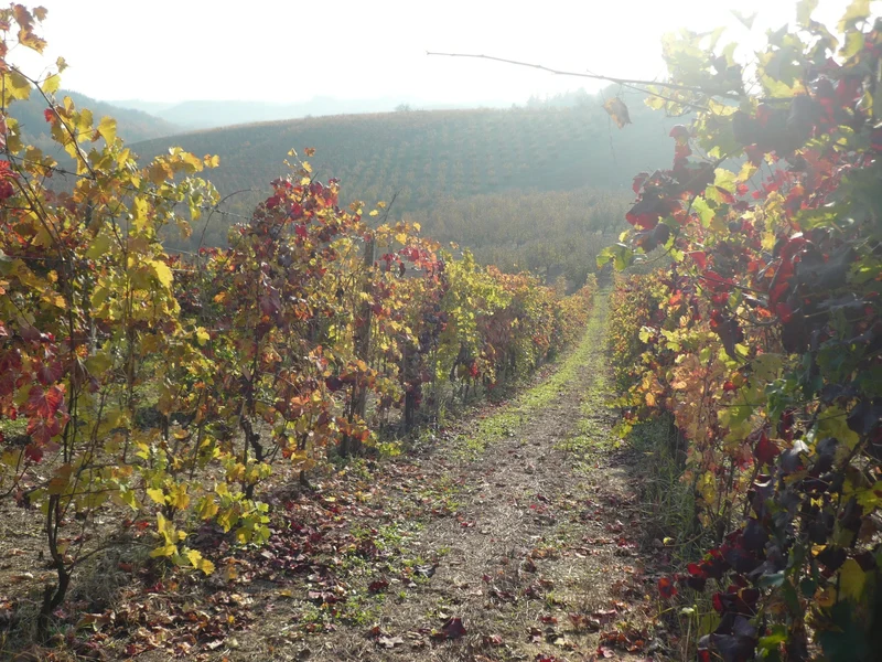 Côtes du Rhône 'Assiégés' 2023