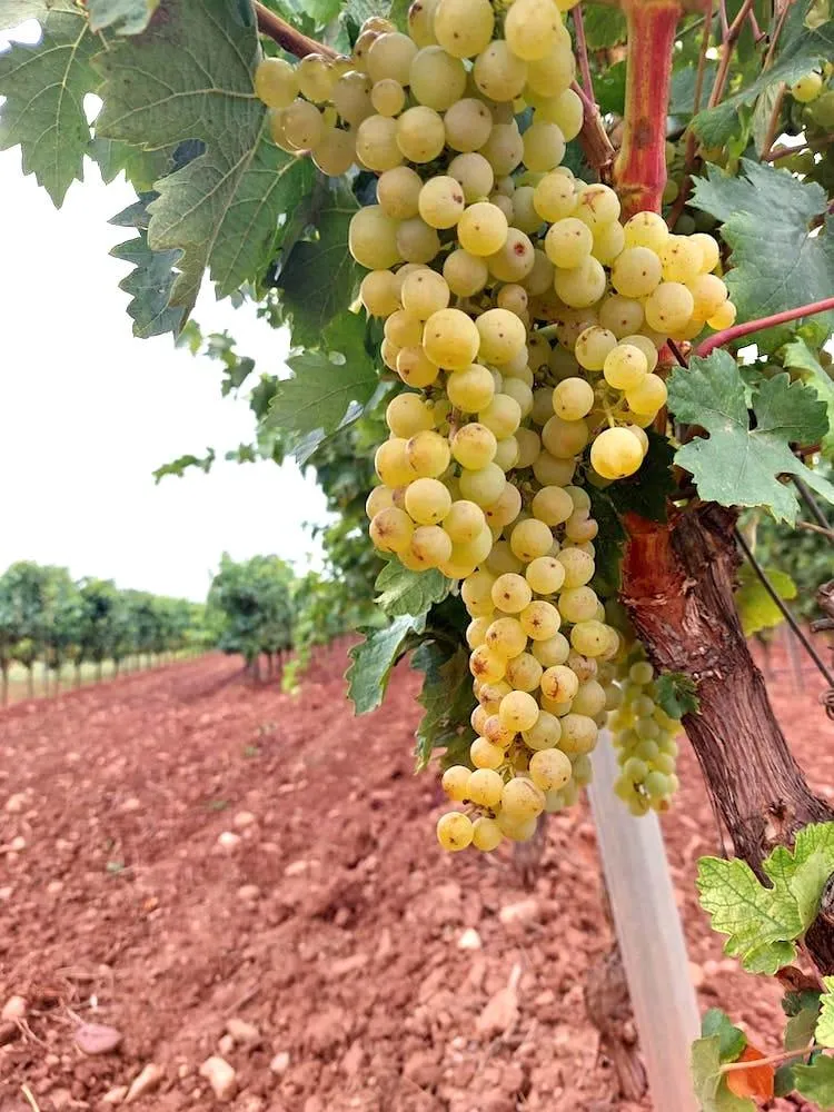 Rioja DOCA Tempranillo blanco 2022