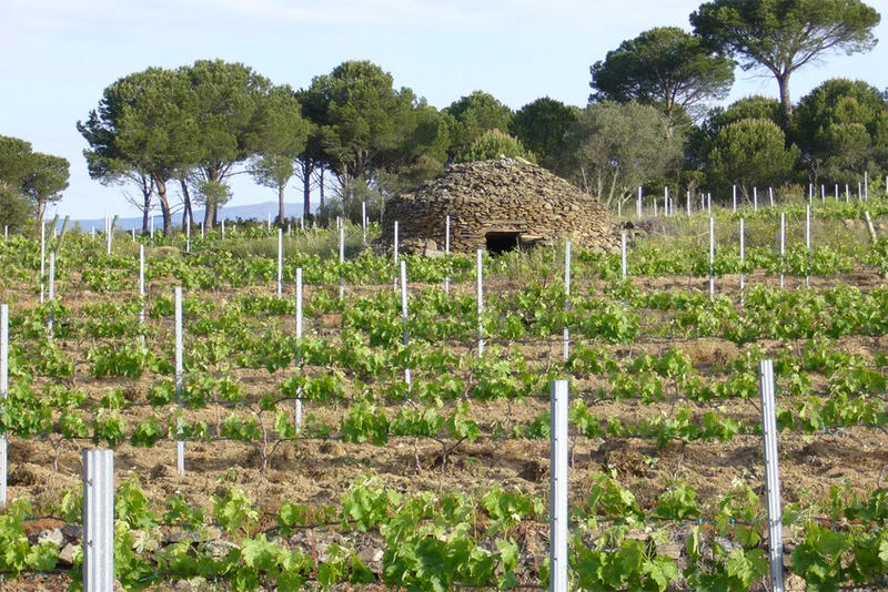 Empordà 'Petit suneus' 2024