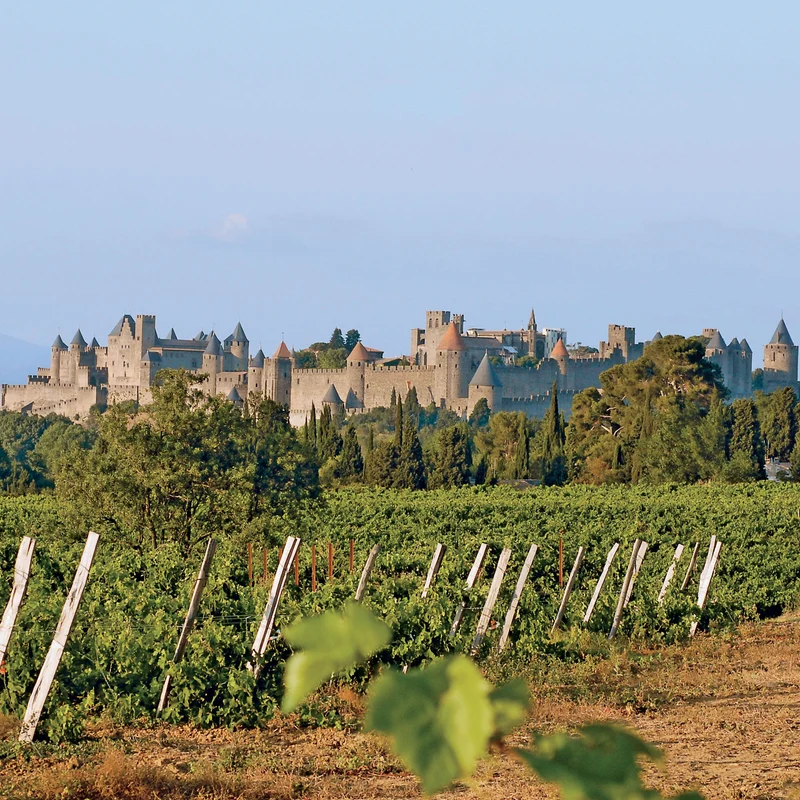 IGP Cité de Carcassonne 'Pinot noir' 2024
