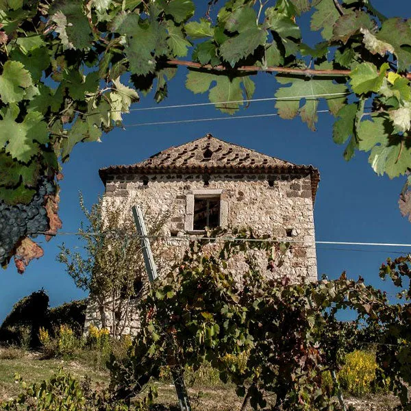 Falanghina Beneventano IGP 'Monte Cigno' 2023