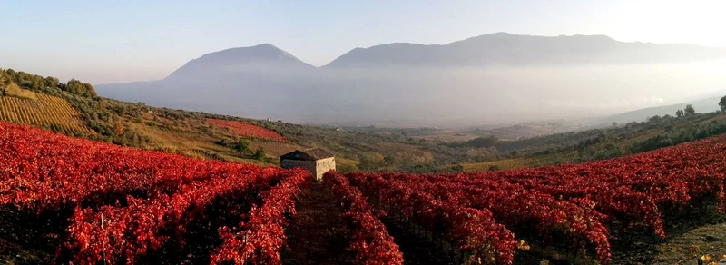 Falanghina Beneventano IGP 'Monte Cigno' 2023