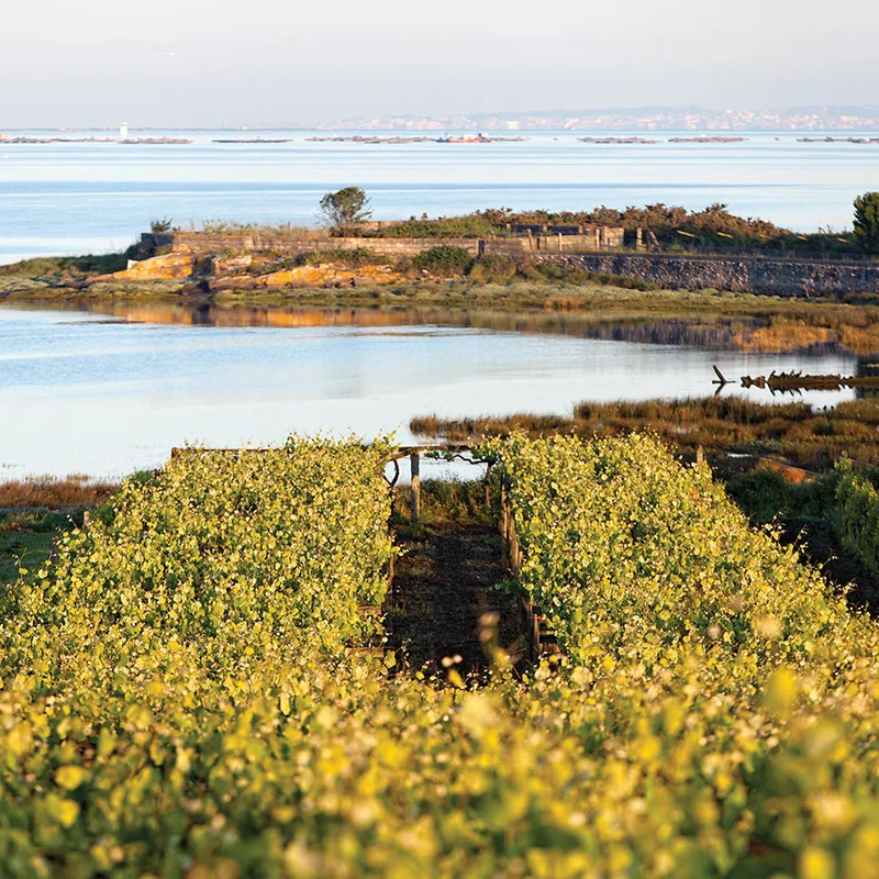 Rias Baixas 'Pedralonga' 2023, Adega Pedralonga