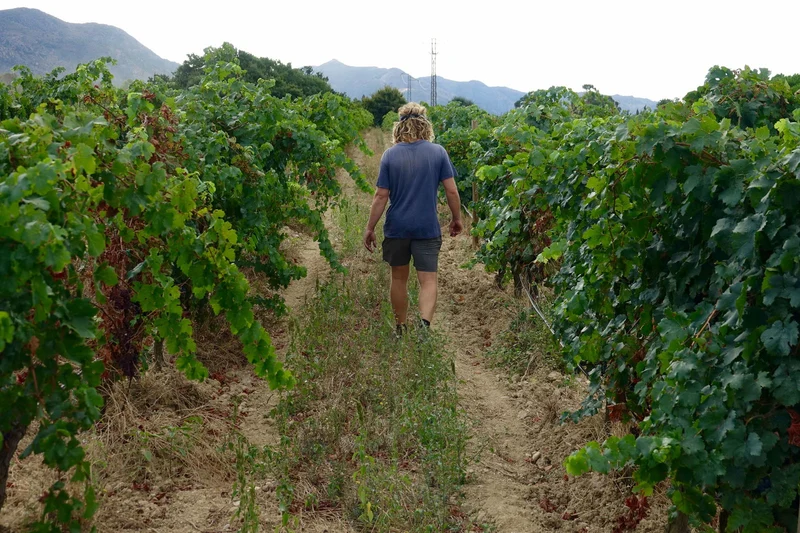 Grapehunters - Juicy Red 2020