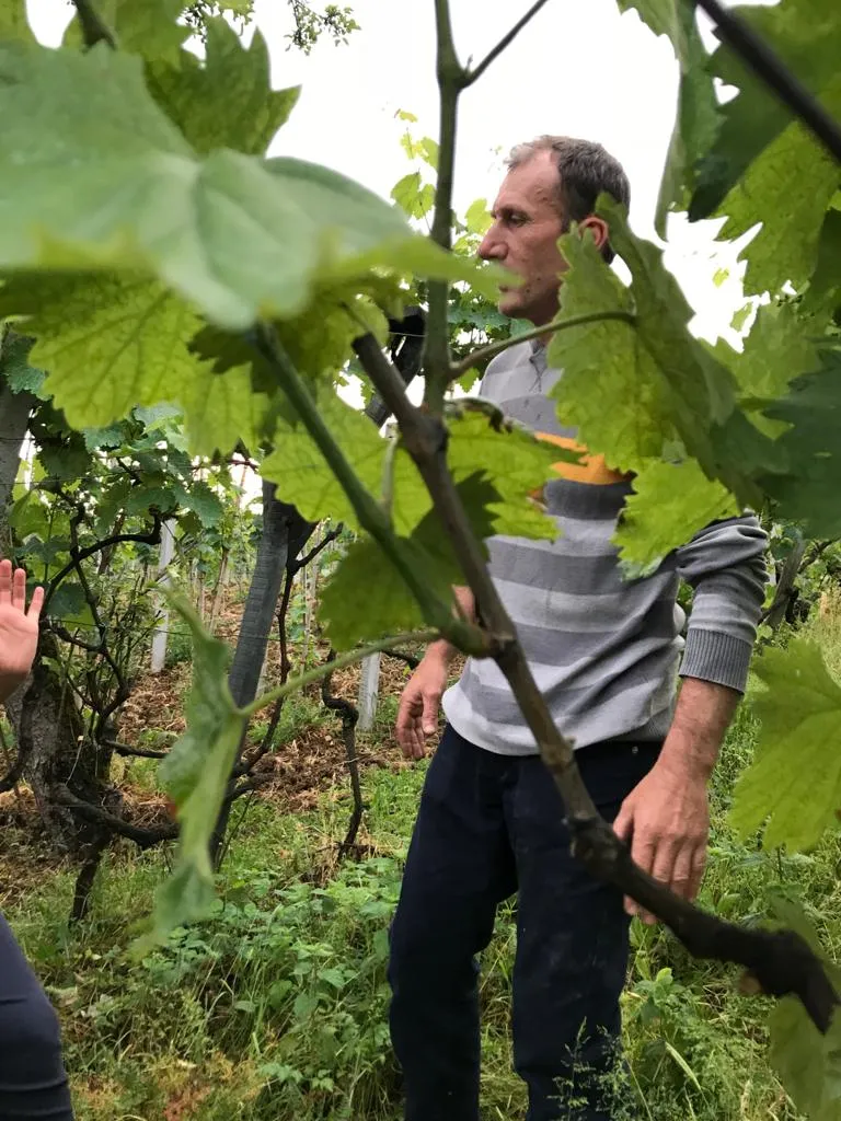 Archil Guniava - Dzelshavi Rosé 2024