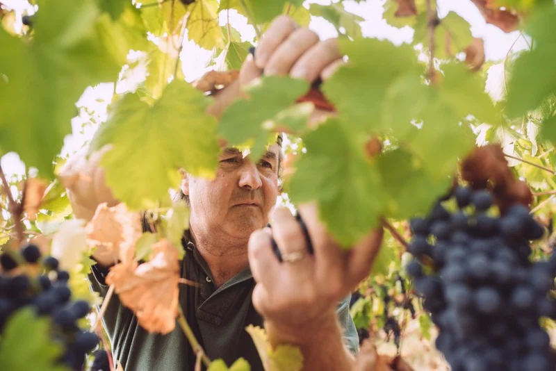 Donati Camillo - Trebbiano 2024