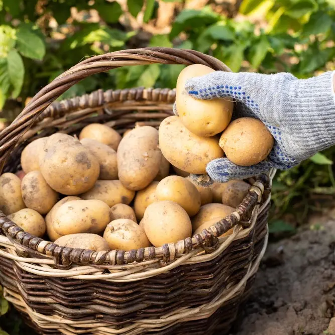 Pommes de Terre Speciales Vapeur Blanche