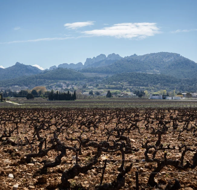Domaine de Pieblanc - les Terres - Vin rouge BIO AOC Gigondas
