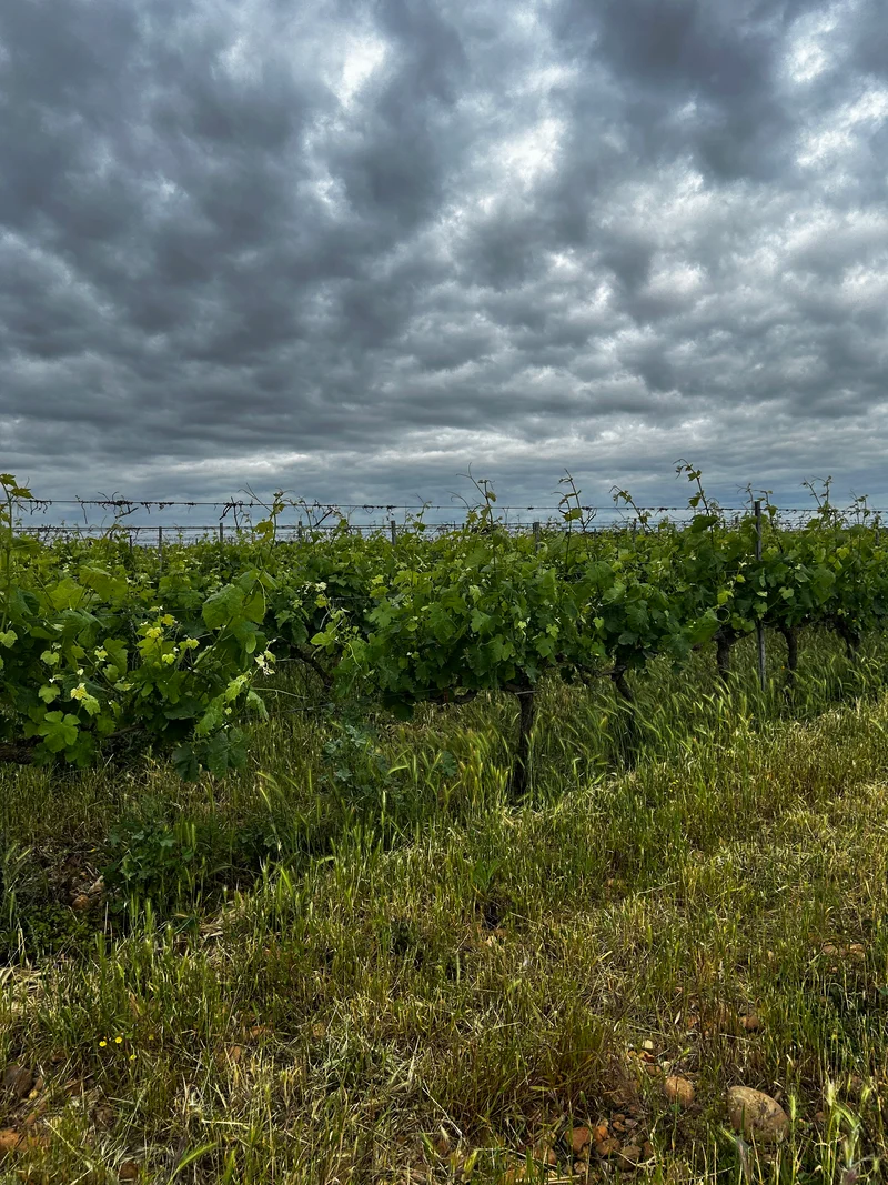 Chateau GUIOT - Plaisir coupable - vin blanc sec
