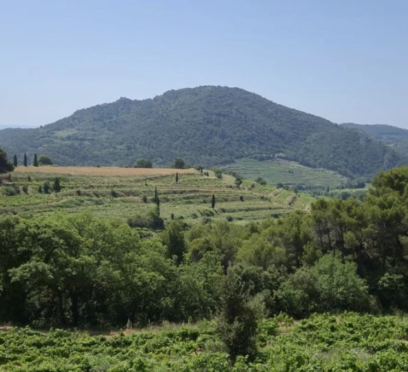 Domaine de Pieblanc - Rhinoceros - Vin rouge Rhône