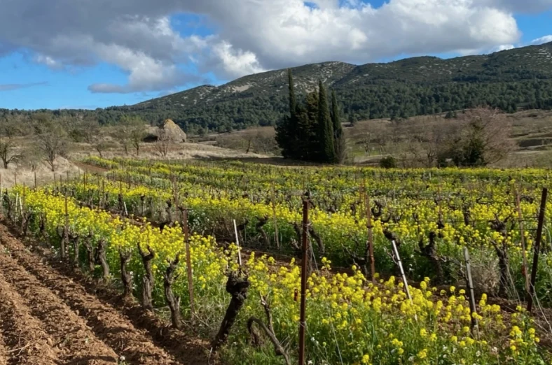 CORBIERES - Domaine Sainte Marie des Crozes Les Mains sur les hanches BIO
