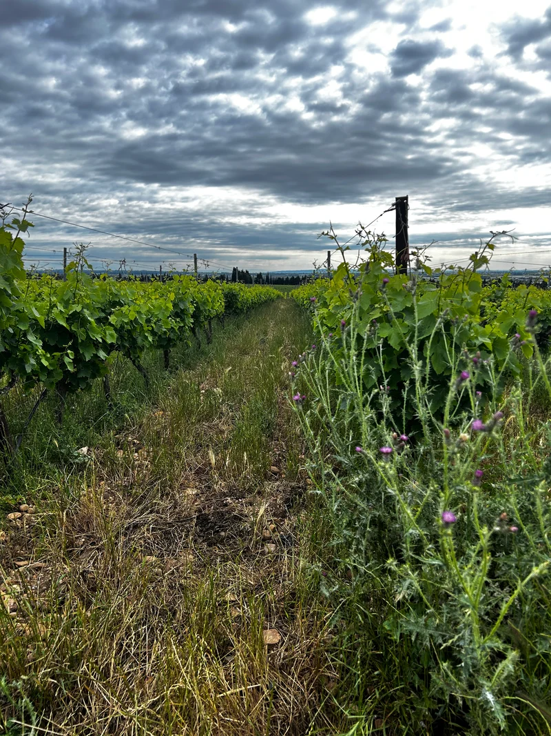 Chateau GUIOT - Nîmois ni toi blanc de Numa Cornut