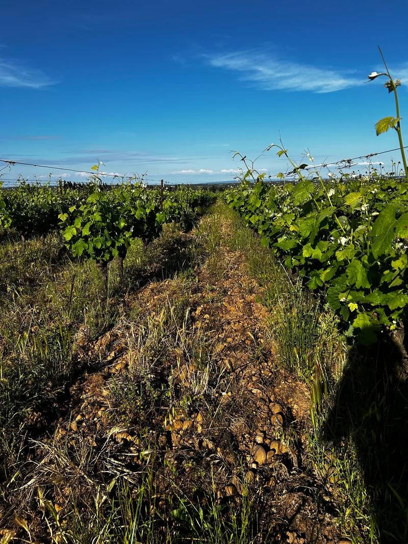 Chateau GUIOT - # Pas invité - Vin Nature