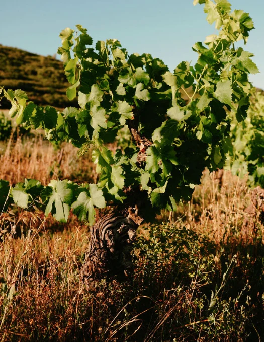 Oscar Rosé BIO Domaine de la Dourbie
