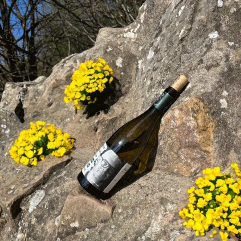 Vin Blanc | Saint-Chinian 2023 | Etienne | 75cl