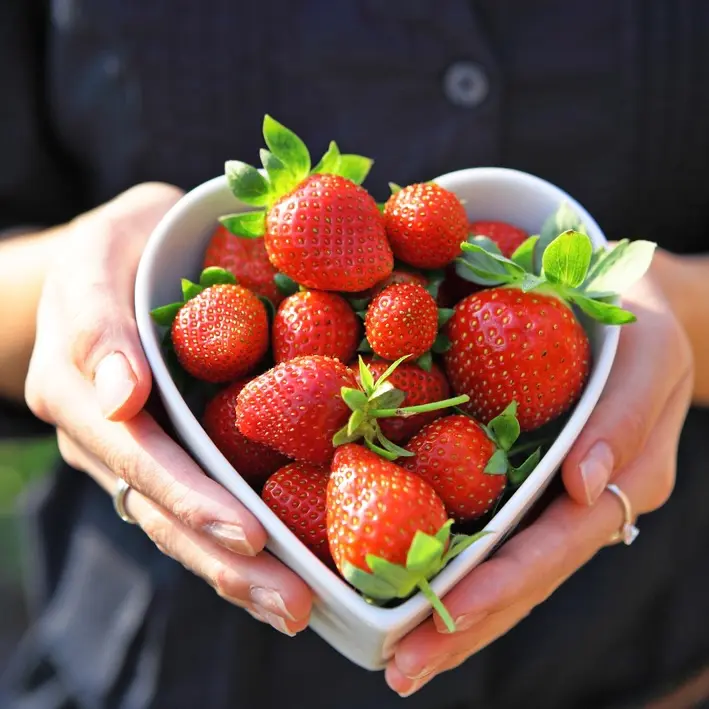 Fraises du Périgord 500 gr