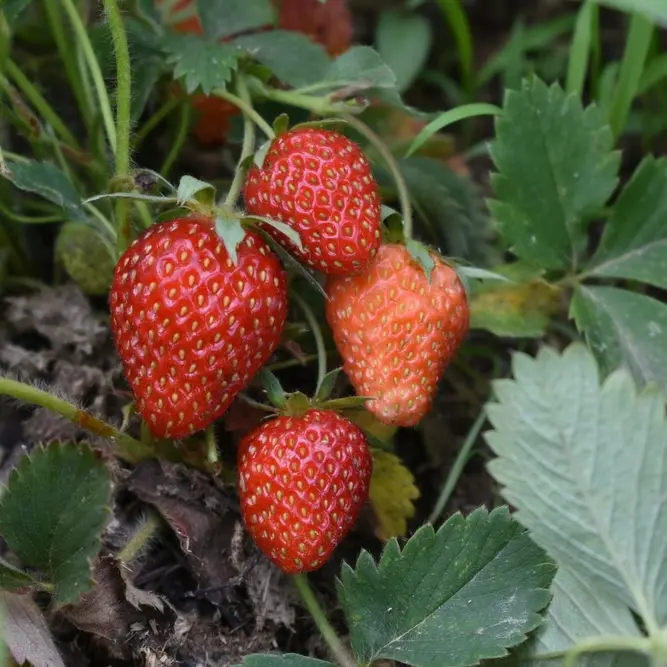 Fraises du Périgord 500 gr