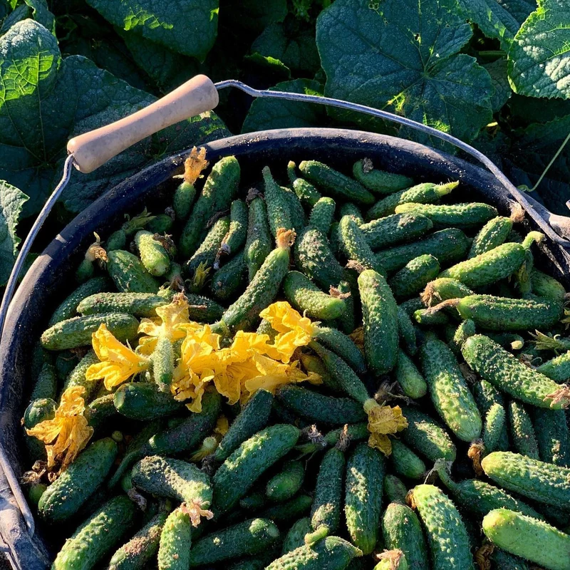 Cornichons Malossol | 440g