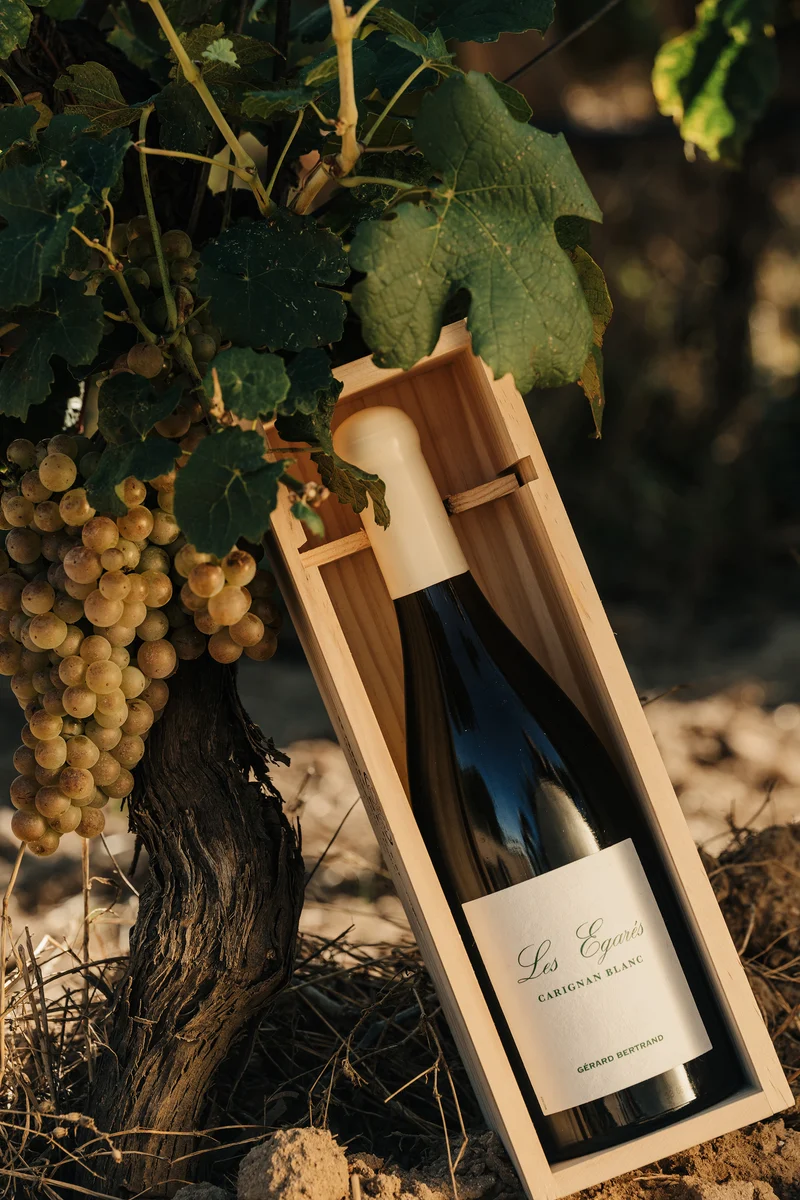 Les Égarés Carignan Blanc Unitaire Vin de France 2023 – 75cl Caisse Bois vin blanc