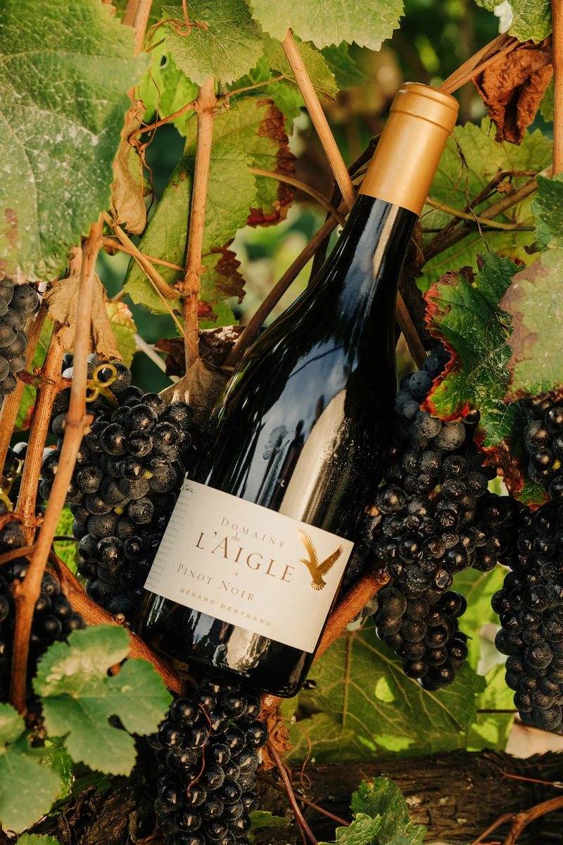 Domaine de l'Aigle Pinot Noir IGP Haute Vallée de l'Aude 2019 – Magnum (1,5L) vin rouge