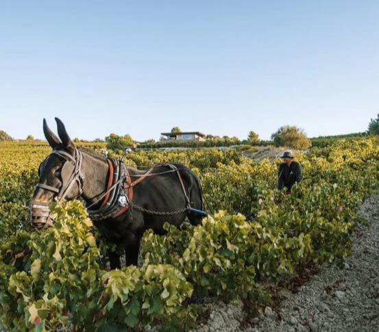 Clos d'Ora Caisse Amour 3 millésimes 2018, 2019 et 2020 - série limitée