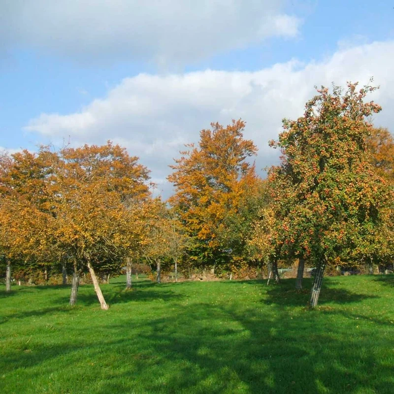 Le Petiot - Jus de Poire Pétillant bio - Pacory – Ferme des Grimaux