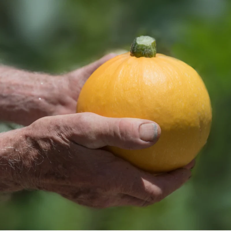 Courgette Luneor - 1kg