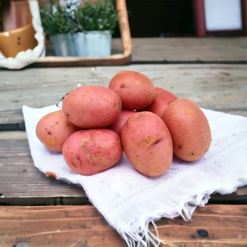 Pommes de Terre Speciales Vapeur Rouge